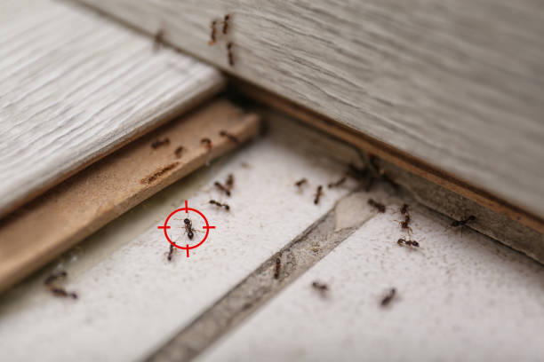 Best Wildlife Control Services  in Sylvan Springs, AL
