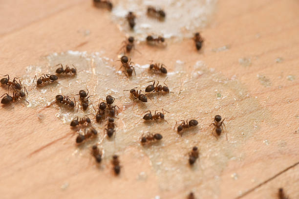  Sylvan Springs, AL Pest Control Pros